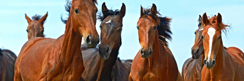 Centre équestre et poney-club Roc de Bélesta