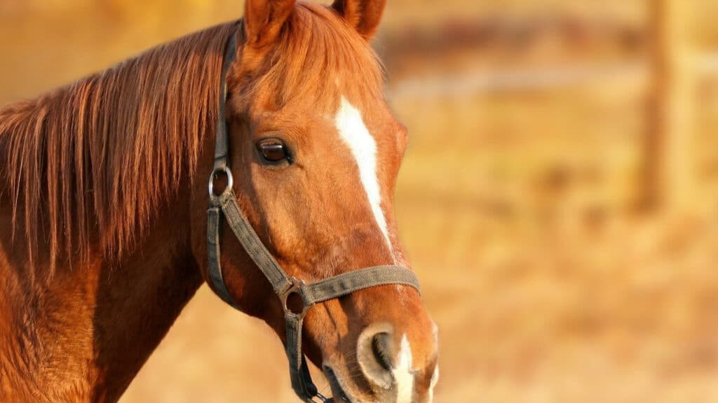 Louez un camion spécifique pour transporter vos chevaux en toute sécurité